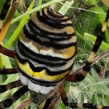 Naturväktarna: Vad är det för en vacker spindel? 13.11.2019, del 1