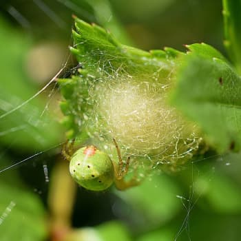 Varför spinner spindeln trassel och vem stinker i rabatten?