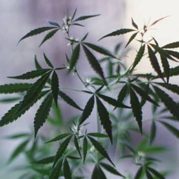 Aspekti: Kannabis: riskiryhmässä nuoret aikuiset, asiantuntijat huolissaan