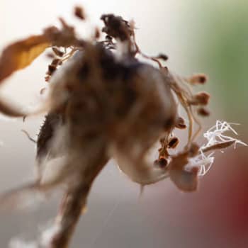 Är det nya gurkspindlar eller skal av bladlus?