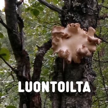 Vähän puinen sieni