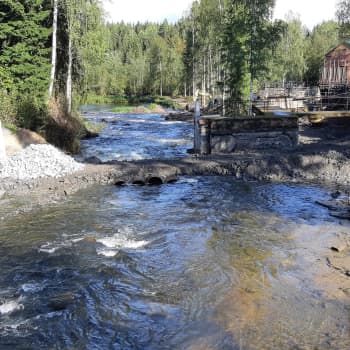 Rautjärven Hiitolanjoen koskien vapauttamisesta saatuja oppeja viedään muualle Suomeen