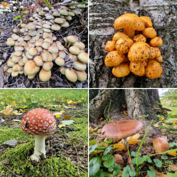 Sienet ja sienten nimet