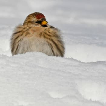 Miten linnut pärjäävät kylminä talviöinä?