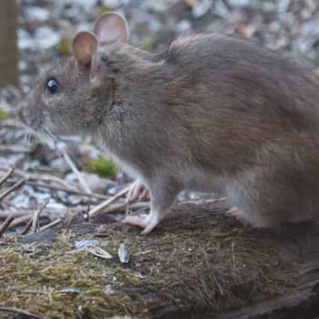 Är det en ung råtta eller större skogsmus?