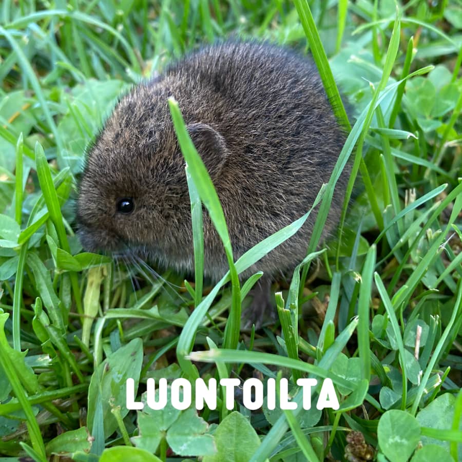 Ruoholla käyvä karvapallo