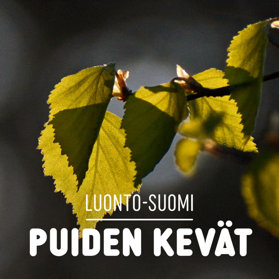 Puiden kevät