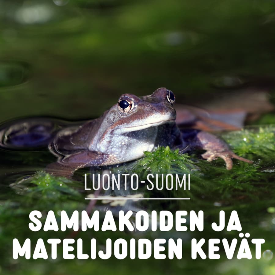 Sammakoiden ja matelijoiden kevät