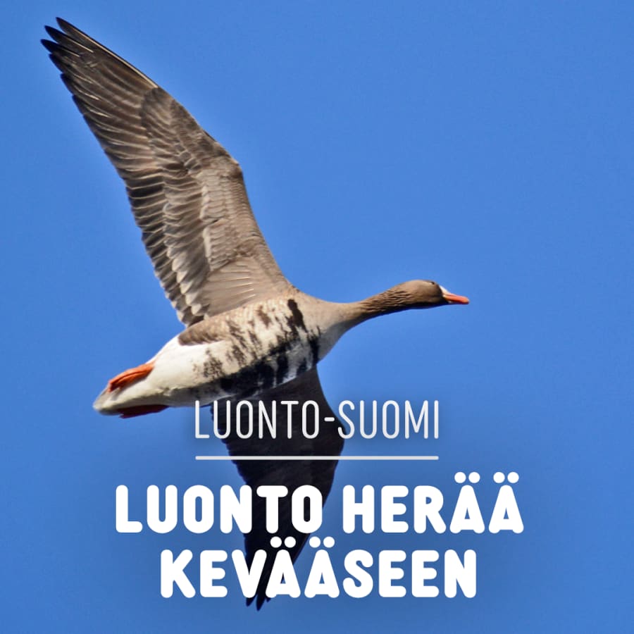 Yle Radio Suomi Helsinki | Yle Areena – podcastit