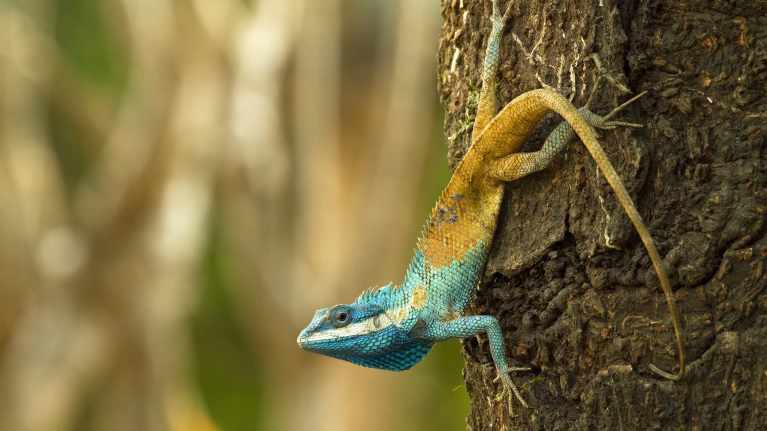 Värikäs lisko on kiinni pystysuorassa puun rungossa.