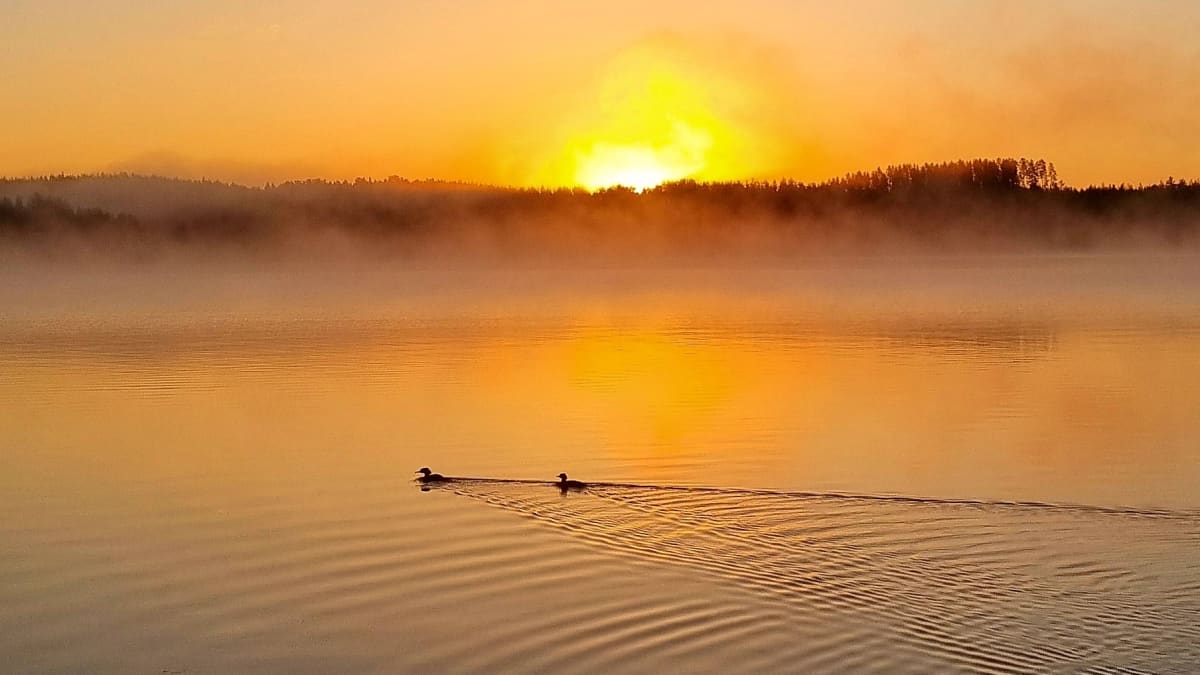 Aamu-usvaa Puumalassa. Kaksi vesilintua ui auringonnousun aikaan usvan keskellä. 