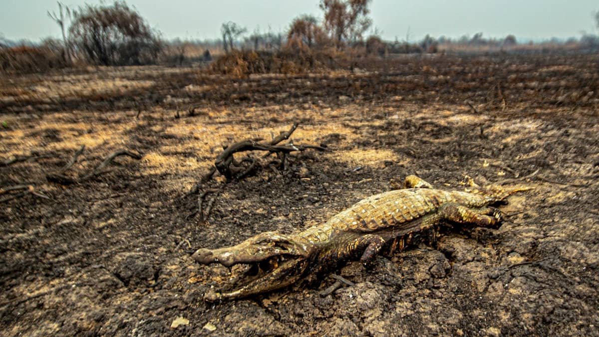 Amazonin sademetsäpalossa kuollut krokotiili.