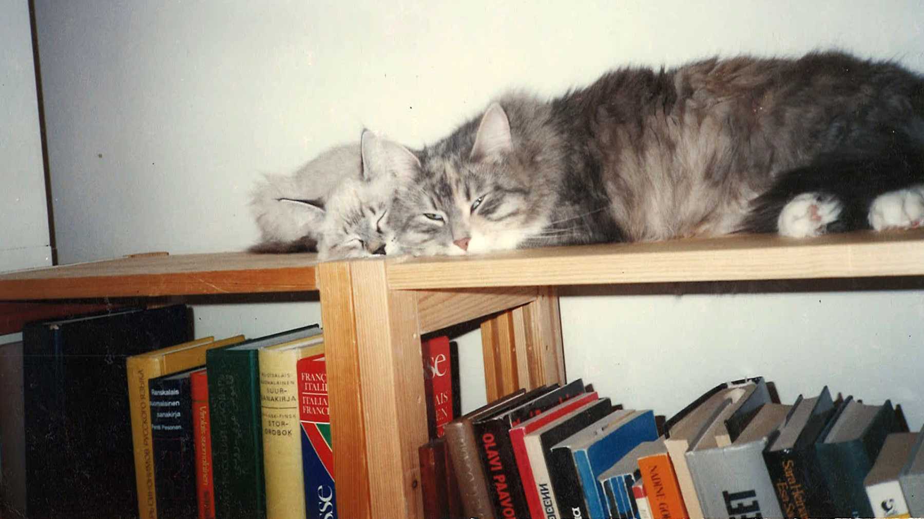 Kaksi kissaa kirjahyllyn päällä.