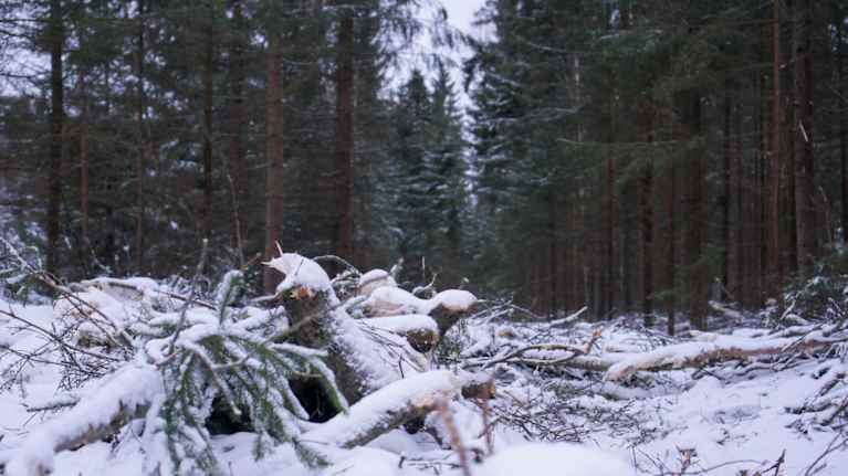 Avverkning på ett skogsskifte.