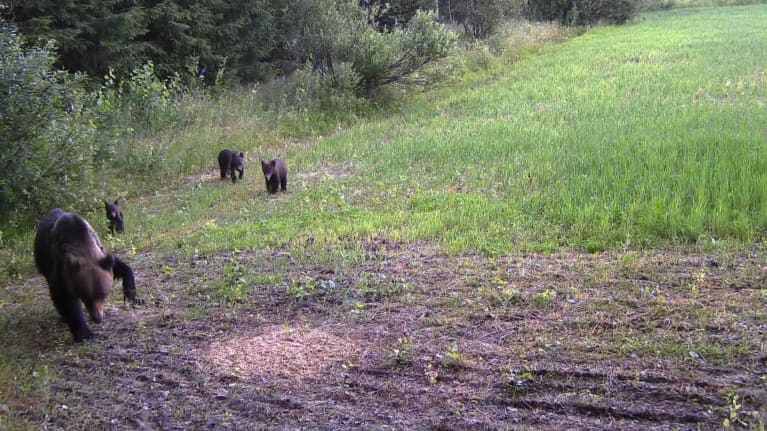 Aikuinen karhu ja neljä pientä karhunpentua vehreän pellon laidalla riistakameran kuvassa. Aikuisella karhulla on metsästysrauta roikkumassa etukäpälässään.