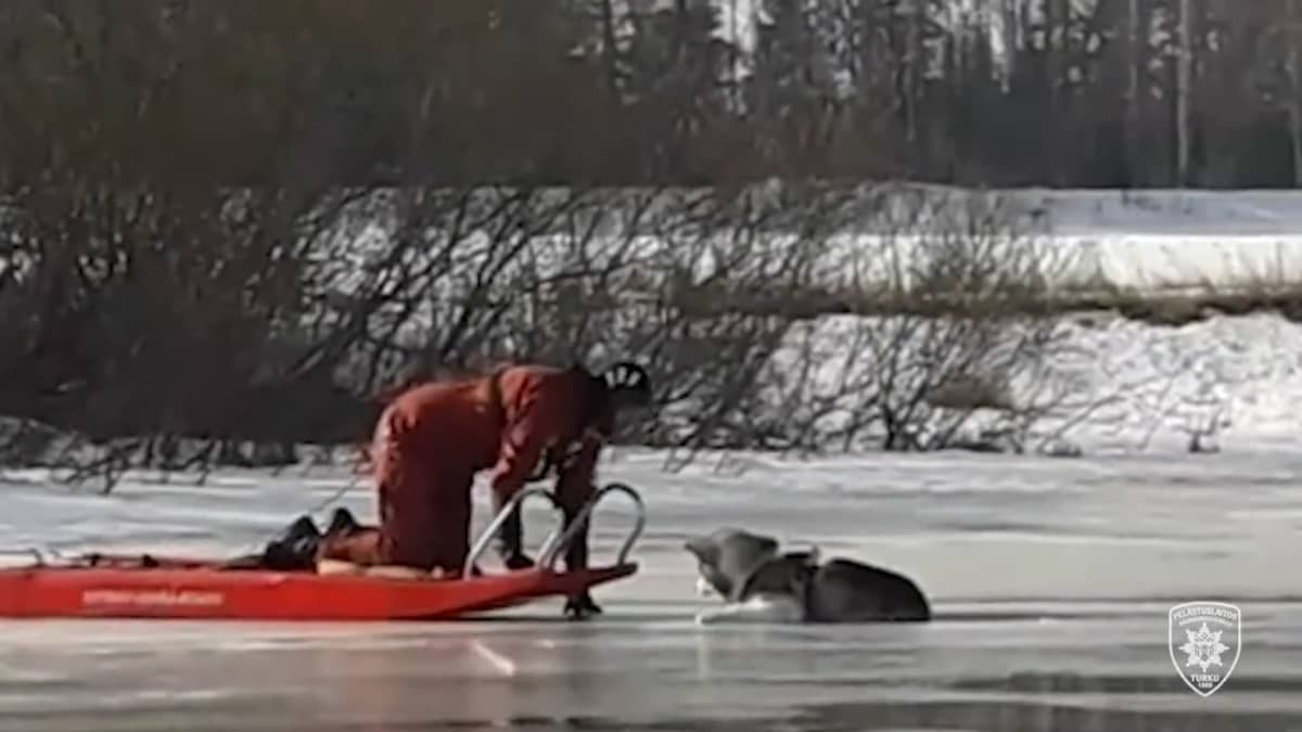 Pelastuslaitoksen työntekijä on auttamassa jäihin pudonnutta koiraa ylös jäistä.