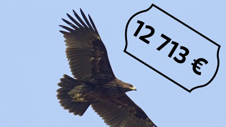 Kiljukotka lentää ja sen hinta: 12713 euroa.