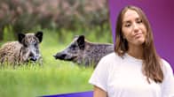 Isabella Biorac Haaja i en vit t-tröja mot en lila bakgrund och vildsvin