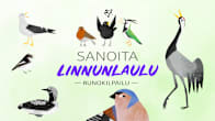Sanoita linnunlaulua -logo ja lintuja.