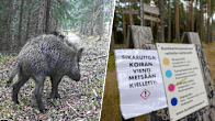 Ett bildkollage med ett svin i en skog och en förbudsskylt i en skog.