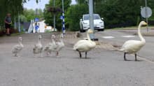 The image shows the family of swans preparing to cross a road in the town of Jokela, in southern Finland.