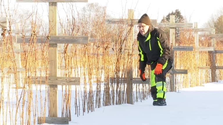 En man står intill en rad med hallonbuskar. Det är rejält med snö på marken.