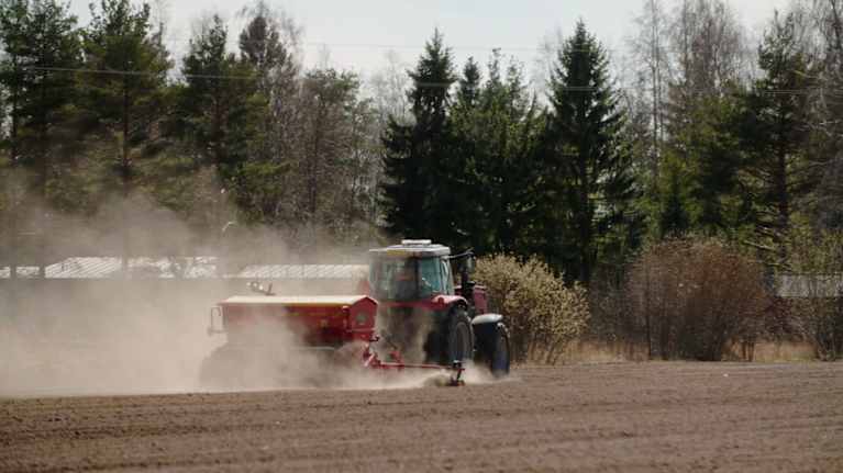 Traktor på rypsfält.