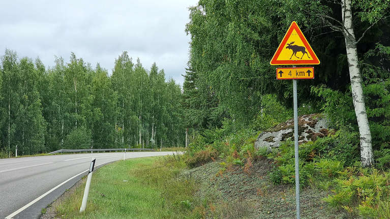 autoilijan-kannattaa-pit-hirvet-mieless-oli-varoitusmerkkej-tai-ei