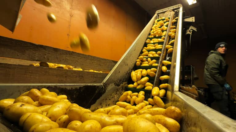 Pestyjä perunoita tippuu kuljetinhihnalle.