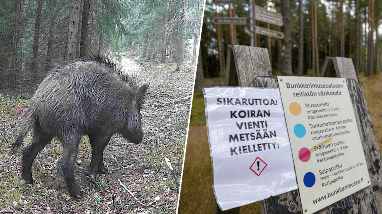 Ett bildkollage med ett svin i en skog och en förbudsskylt i en skog.