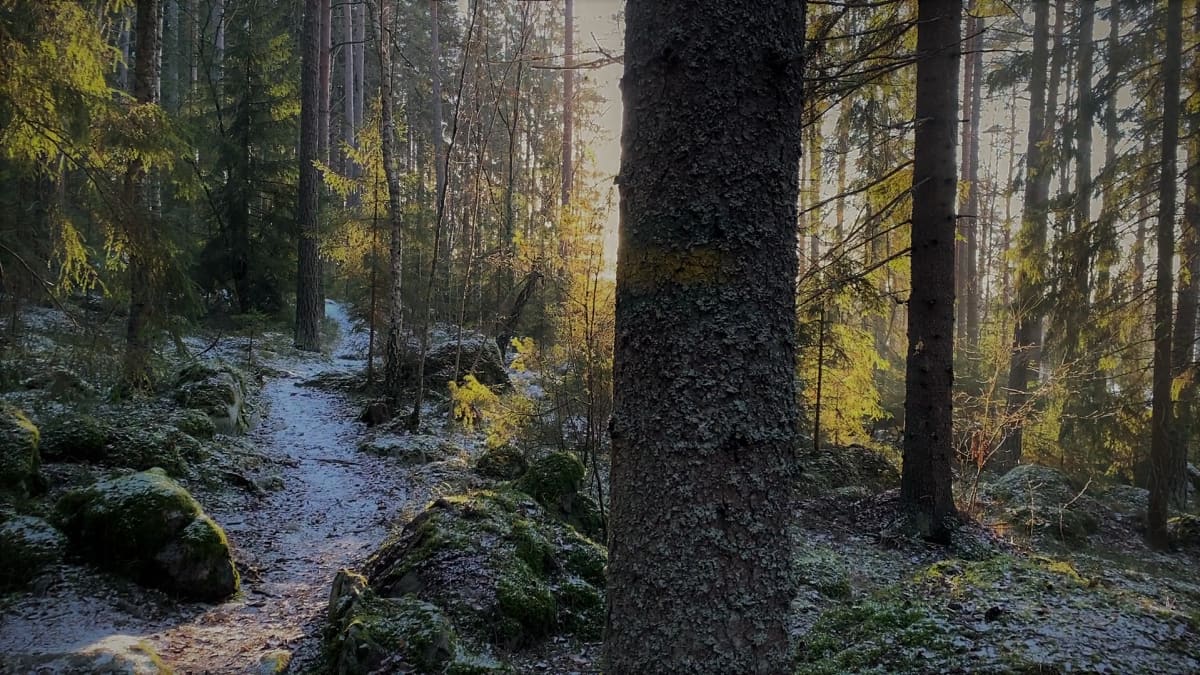 Ilorannan metsässä kulkeva polku on saanut ohuen lumipeitteen.