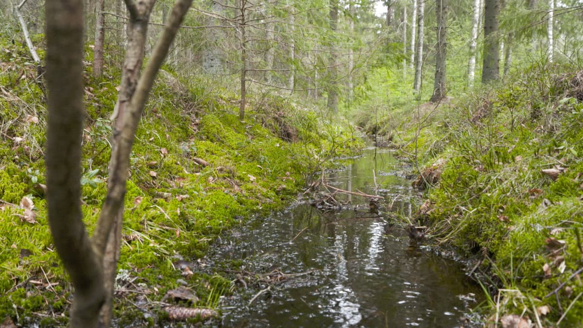 Oja metsässä.