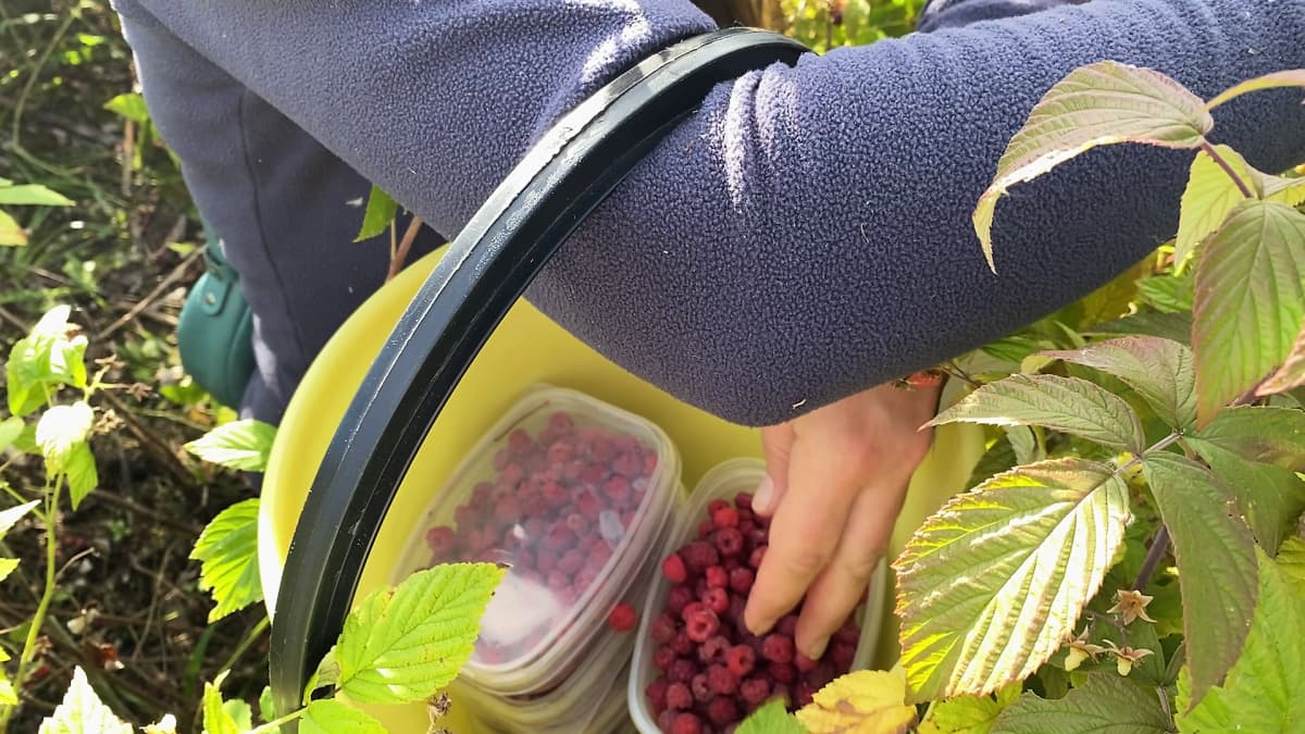 Vadelmia kerätään pieniin pakasterasioihin vattupusikossa.