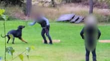 Kuvassa on iso musta koira ja kaksi ihmistä nurmikolla. Toinen ihmisistä nostaa kättään koiraa kohti ja toinen seisoo kauempana. Ihmisten kasvot on sensuroitu.