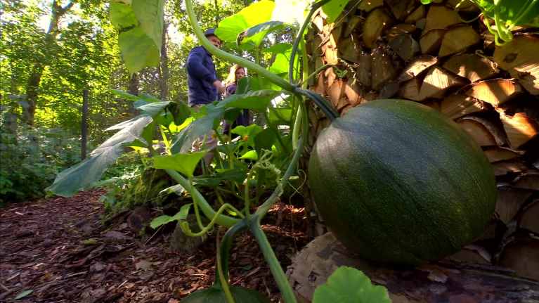 Jättepumpa i nyckelhålsträdgård