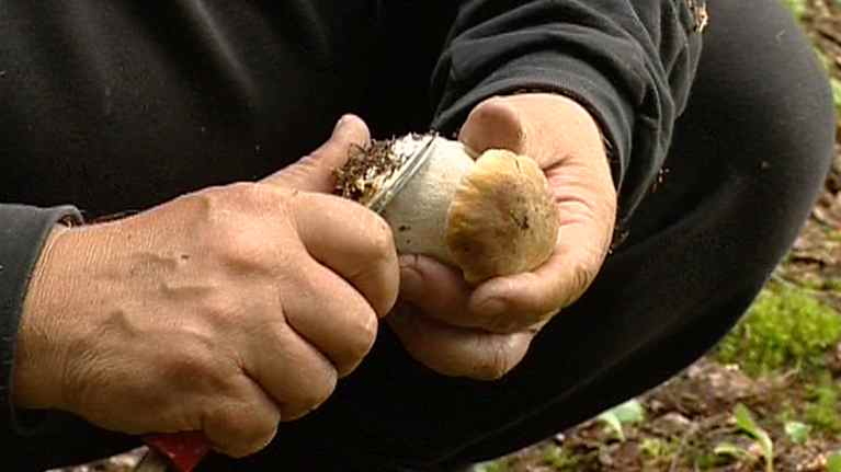 Sientä perataan metsässä