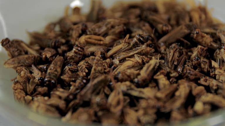 Kuivattuja kotisirkkoja