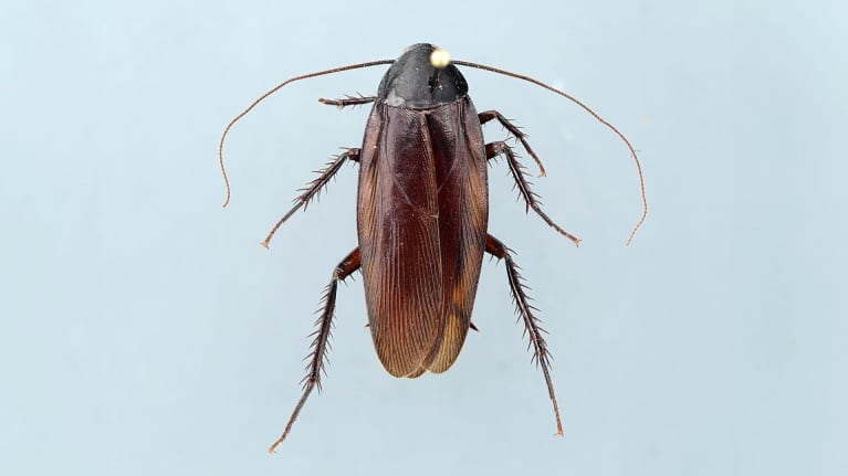 Torakka.