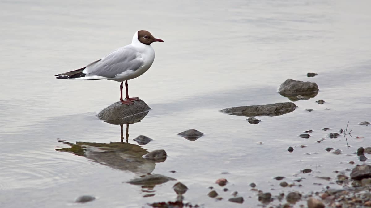 Naurulokki seisoo kivellä