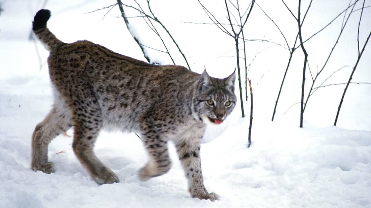 Ilves Ranuan eläinpuistossa.