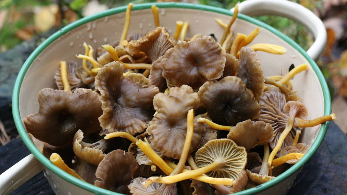 Watchdog Wild mushrooms OK to eat despite lingering Chernobyl radiation News Yle Uutiset
