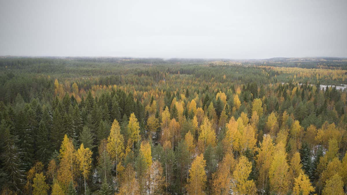 Ilmakuvassa sekametsää, jossa vihreää ja ruskan värejä.