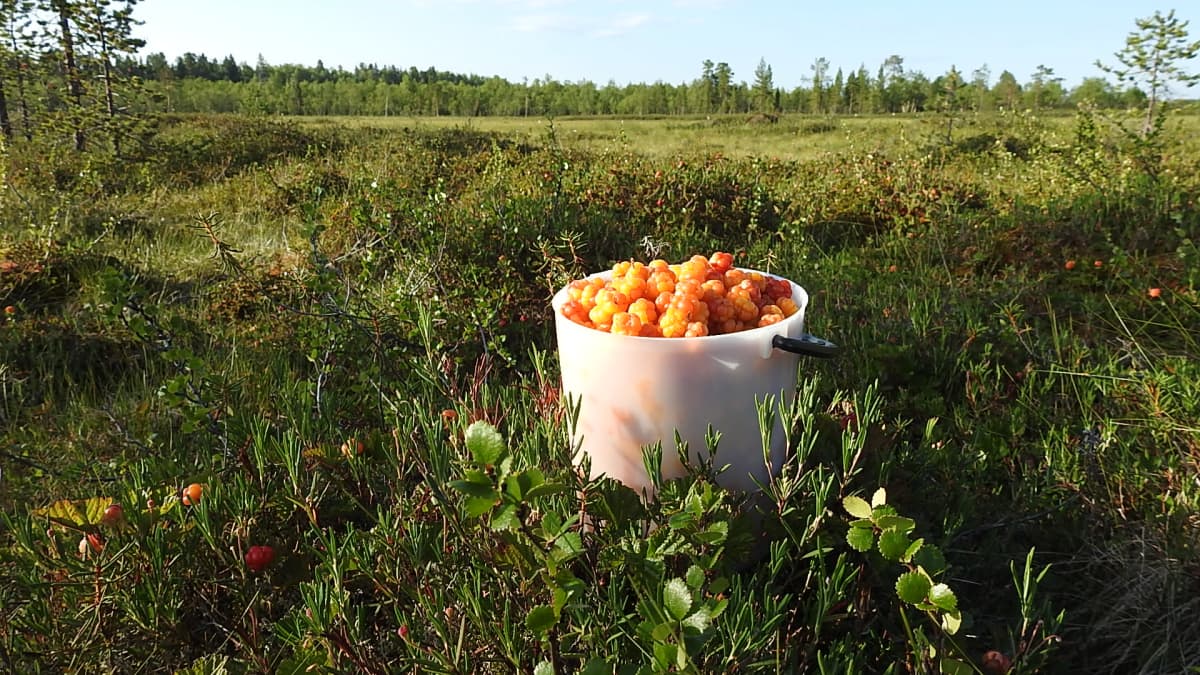 Hillasaalista Inarin Partakossa