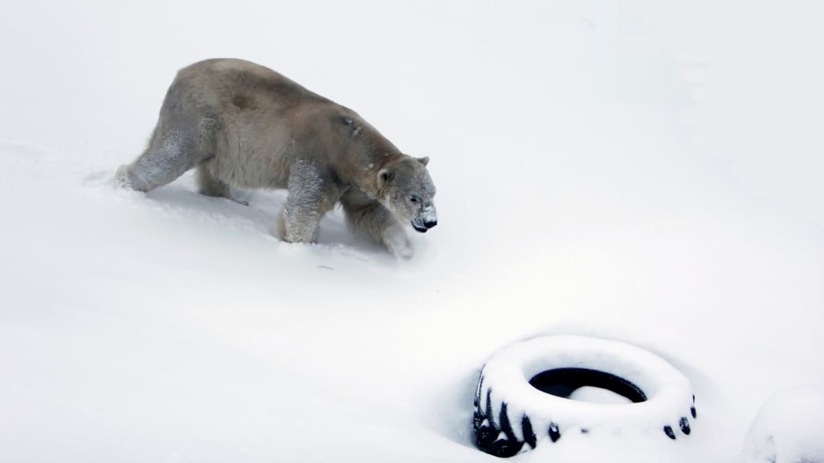 jääkarhu Nord Ranuan eläinpuiston aitauksessa
