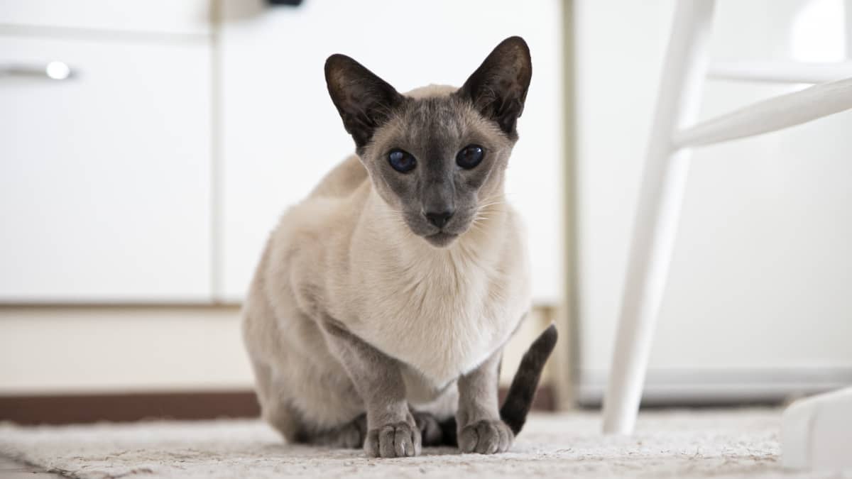 Vaalea kissa, jolla on tumma naama ja isot korvat makaa lattialla ja katsoo suoraan kohti. Kissalla on siniset silmät. 