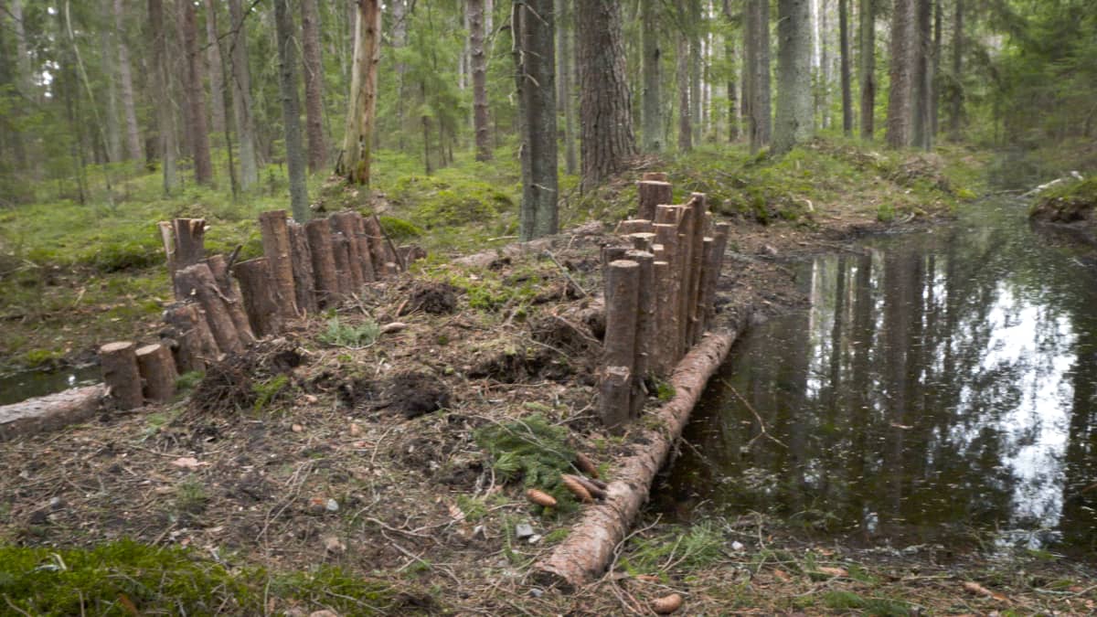 Metsässä olevaan ojaan paksuista puista tehty pato.