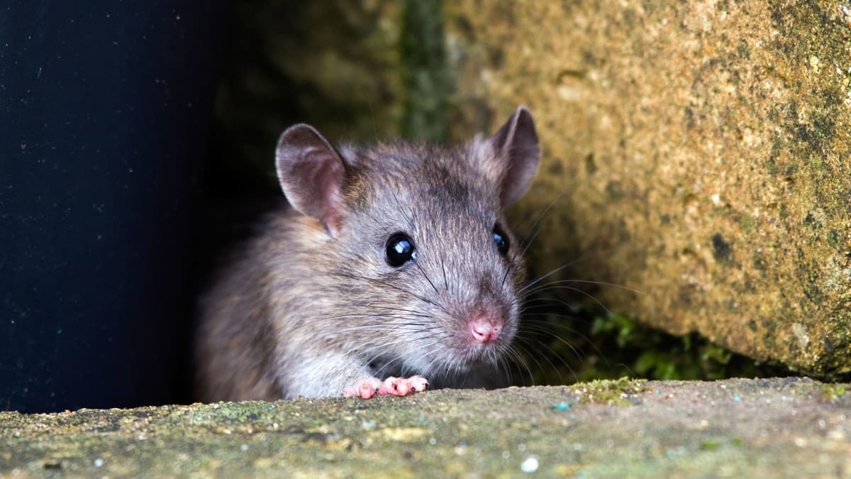 Rat peeking through a hole on a rock.