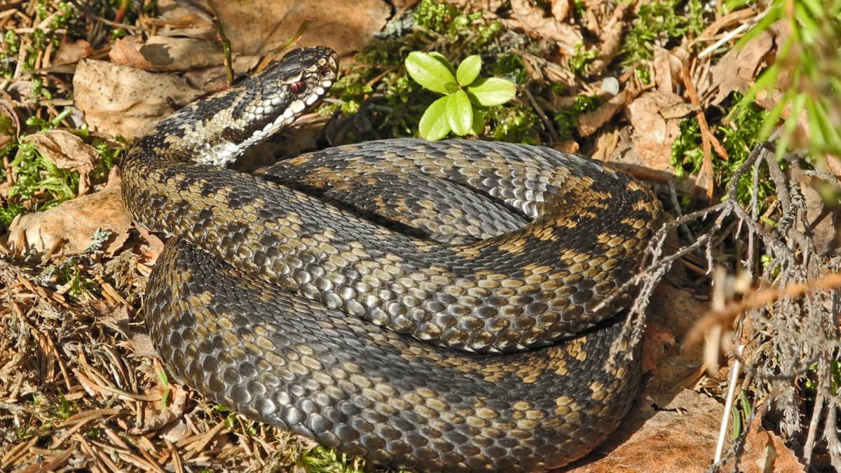 A coiled viper sunning itself.