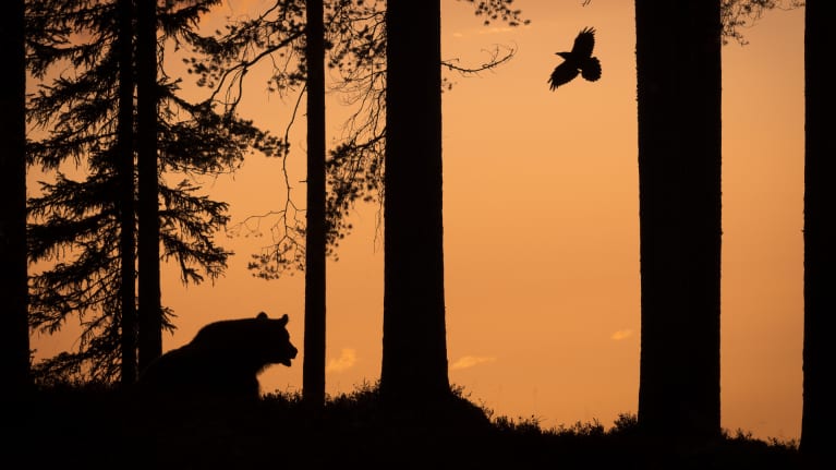 Karhu ja korppi metsässä. 