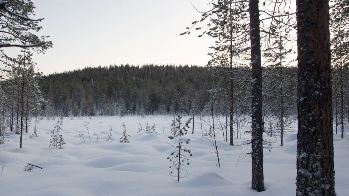 Mäntyvaara pohjoisen suunnasta katsottuna.
